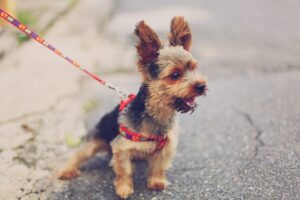 Aboiement chien nuit đ Que faire ? DĂ©couvrez pourquoi votre chien aboie et comment lâaider Ă retrouver calme et sĂ©rĂ©nitĂ© pour des nuits paisibles.