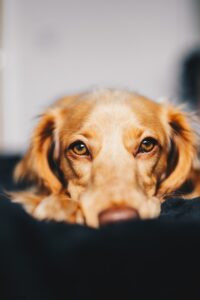 Mon chien se gratte ✨ Découvrez 10 remèdes de grand-mère simples et efficaces pour apaiser ses démangeaisons avec des solutions naturelles et sans danger.