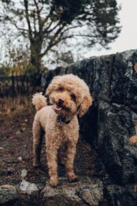 Terre de diatomĂ©e chien â
Une solution naturelle contre puces et parasites ! DĂ©couvrez ses bienfaits, comment lâutiliser et les prĂ©cautions Ă prendre.