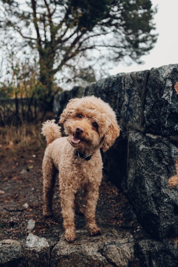 Terre de diatomée chien ✅ Une solution naturelle contre puces et parasites ! Découvrez ses bienfaits, comment l’utiliser et les précautions à prendre. 2 Terre de diatomée chien ✅ Une solution naturelle contre puces et parasites ! Découvrez ses bienfaits, comment l’utiliser et les précautions à prendre.