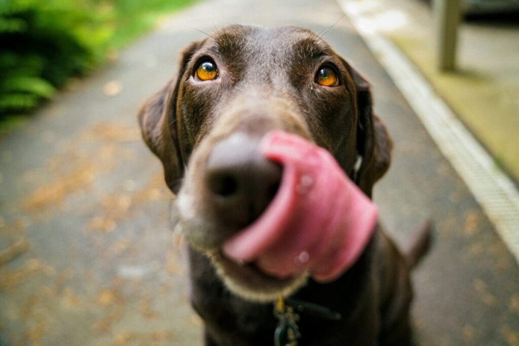 Retournement d’estomac chien ⚡ Un danger mortel ! Apprenez à reconnaître les signes et adoptez les bons réflexes pour protéger votre compagnon. 2 Retournement d’estomac chien ⚡ Un danger mortel ! Apprenez à reconnaître les signes et adoptez les bons réflexes pour protéger votre compagnon.