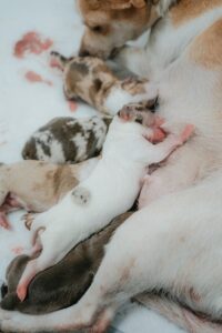 Gestation du chien 🐶 Combien de temps ça dure ? Découvrez toutes les étapes, les signes importants et comment bien accompagner votre chienne enceinte.