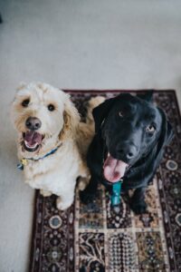 Langage du chien : Comprendre postures, expressions et signaux
