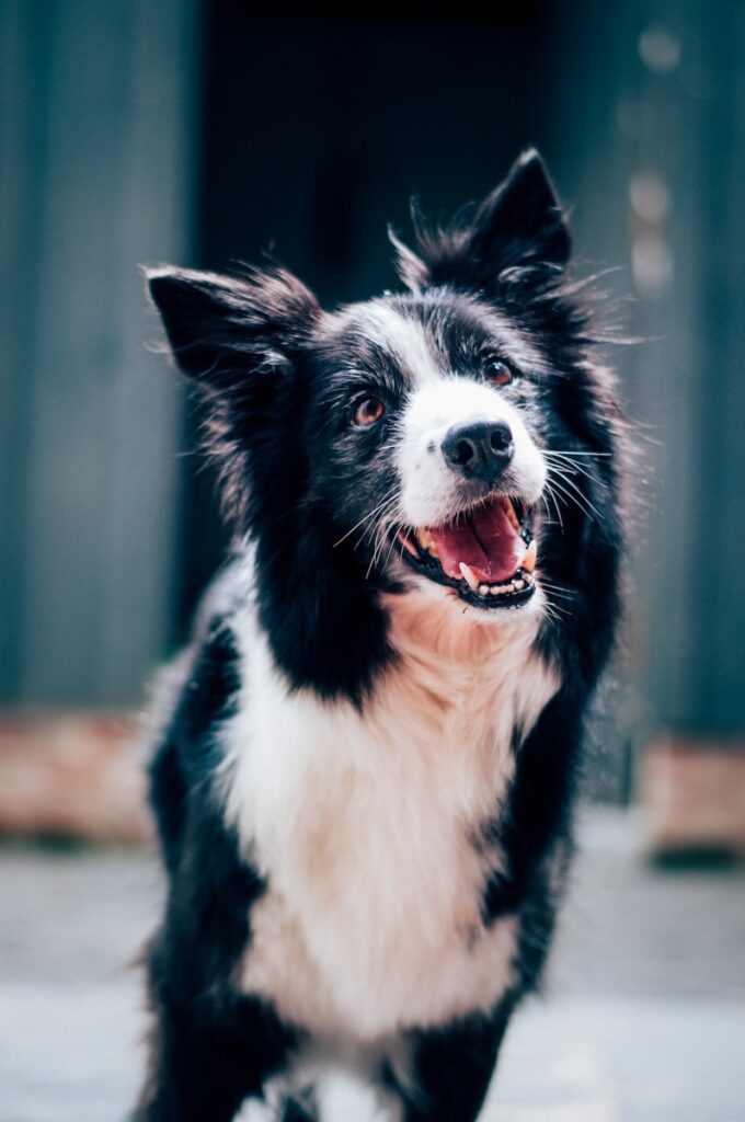 Brosser les dents de son chien : méthode et conseils pratiques 2 Brosser les dents de son chien : méthode et conseils pratiques
