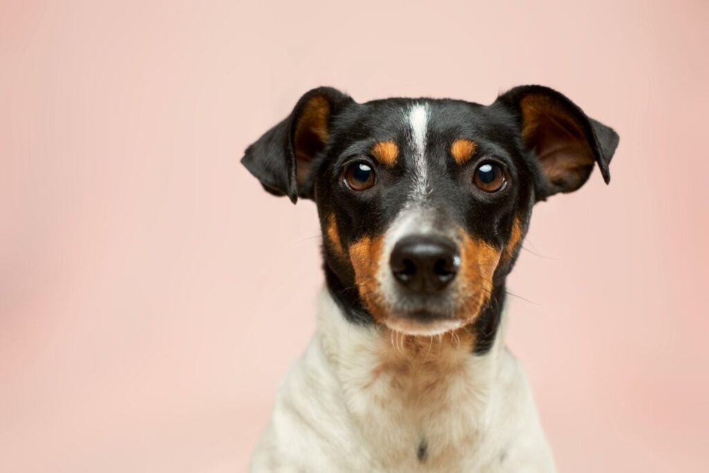 Chien de la casse : Origine, signification et usage de l’expression