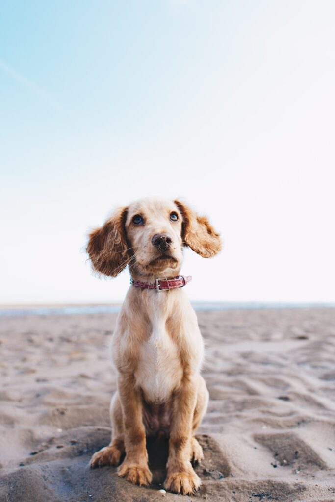 Noms de chien femelle en T : Liste originale et conseils pour choisir 2 Noms de chien femelle en T : Liste originale et conseils pour choisir