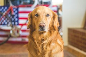 Prix Incinération Chien : Tarifs et Options Expliqués