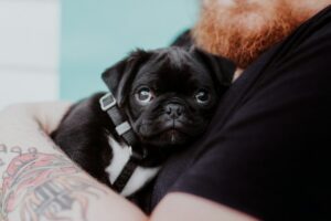 Élevages de Chiens à Éviter : Repérez les Pièges Facilement