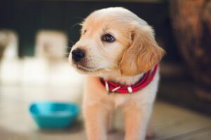 Chaussons pour chien : confort et protection