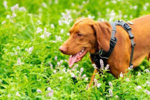 Infections urinaires chien : Symptômes, traitement et prévention