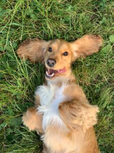 Compagnon-canin.fr : infos fiables pour maîtres bienveillants