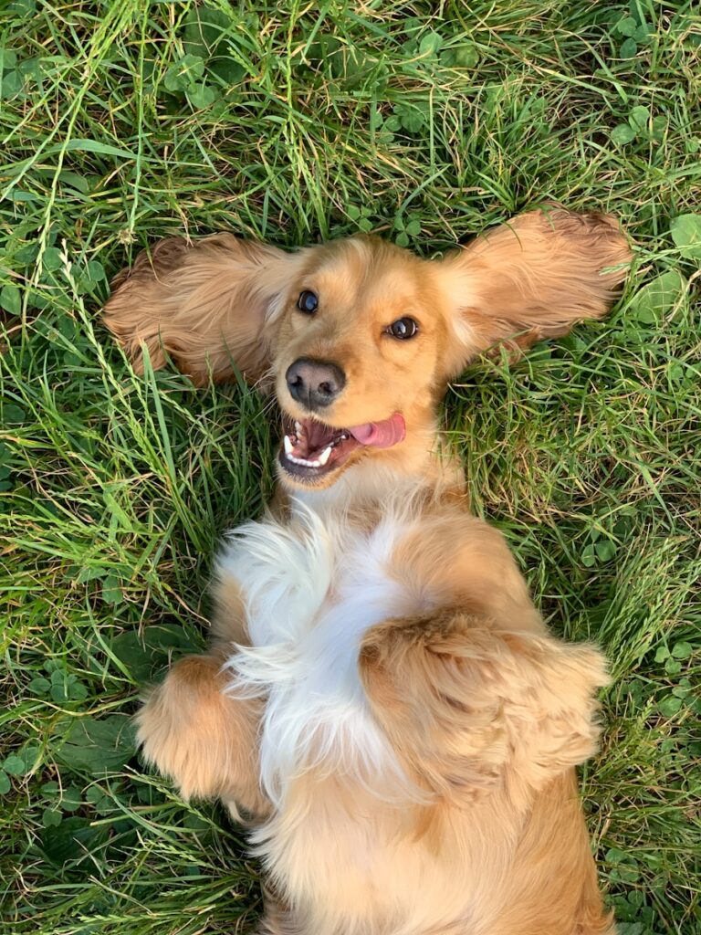 Compagnon-canin.fr : infos fiables pour maîtres bienveillants 2 Compagnon-canin.fr : infos fiables pour maîtres bienveillants