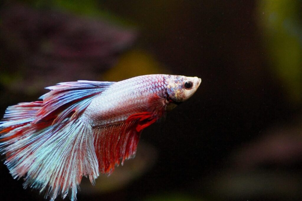 Petit aquarium pour poisson : bien débuter, guide complet 2 Petit aquarium pour poisson : bien débuter, guide complet