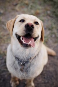 Pourquoi le Labrador est-il le chien préféré des Français ?