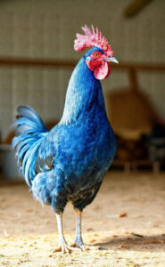 Poule bleue de france : guide expert