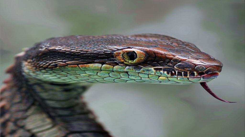 Reconnaître un serpent venimeux : 5 critères essentiels pour réagir 2 Reconnaître un serpent venimeux : 5 critères essentiels pour réagir