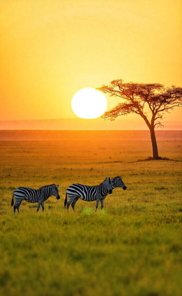 Serengeti : voyage inoubliable en tanzanie, faune et migration 24 Serengeti : voyage inoubliable en tanzanie, faune et migration