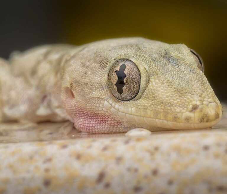 Les 5 insectes vivants indispensables votre gecko 3 Les 5 insectes vivants indispensables votre gecko