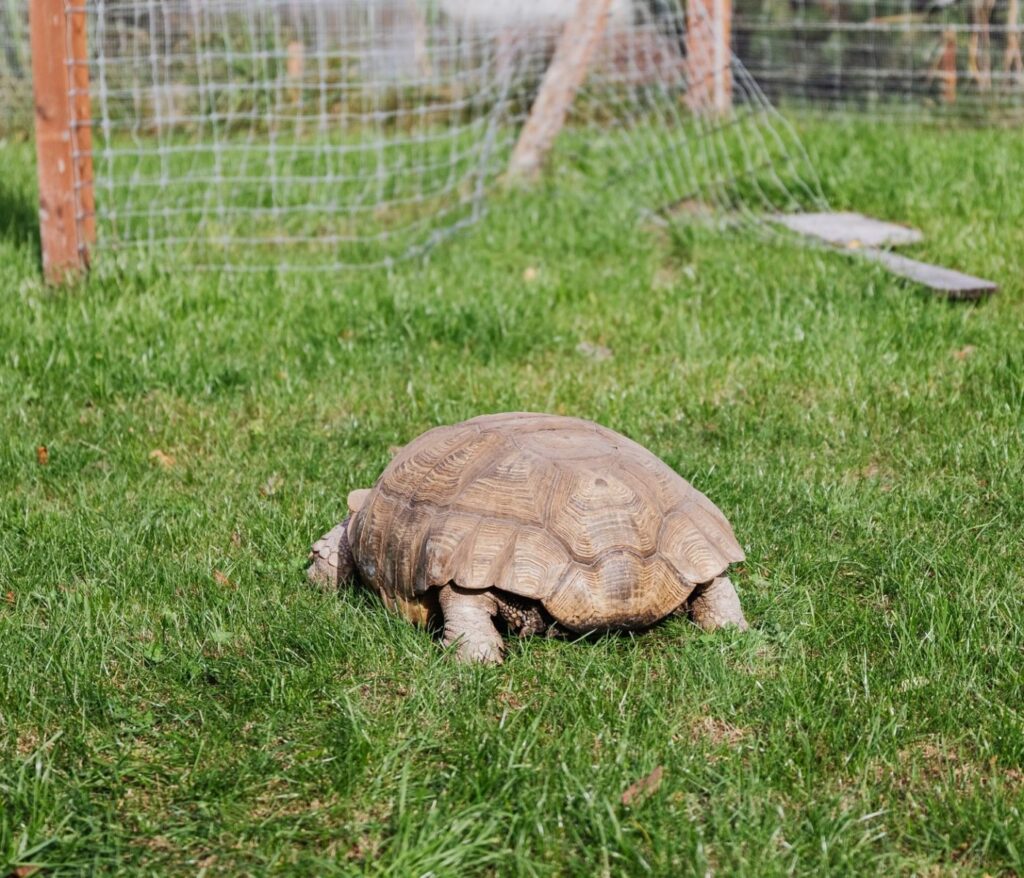 Aménager un enclos extérieur tortue terrestre : guide complet 2 Aménager un enclos extérieur tortue terrestre : guide complet