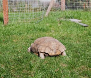 Aménager un enclos extérieur tortue terrestre : guide complet