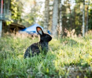 Checklist aménager espace vie lapin