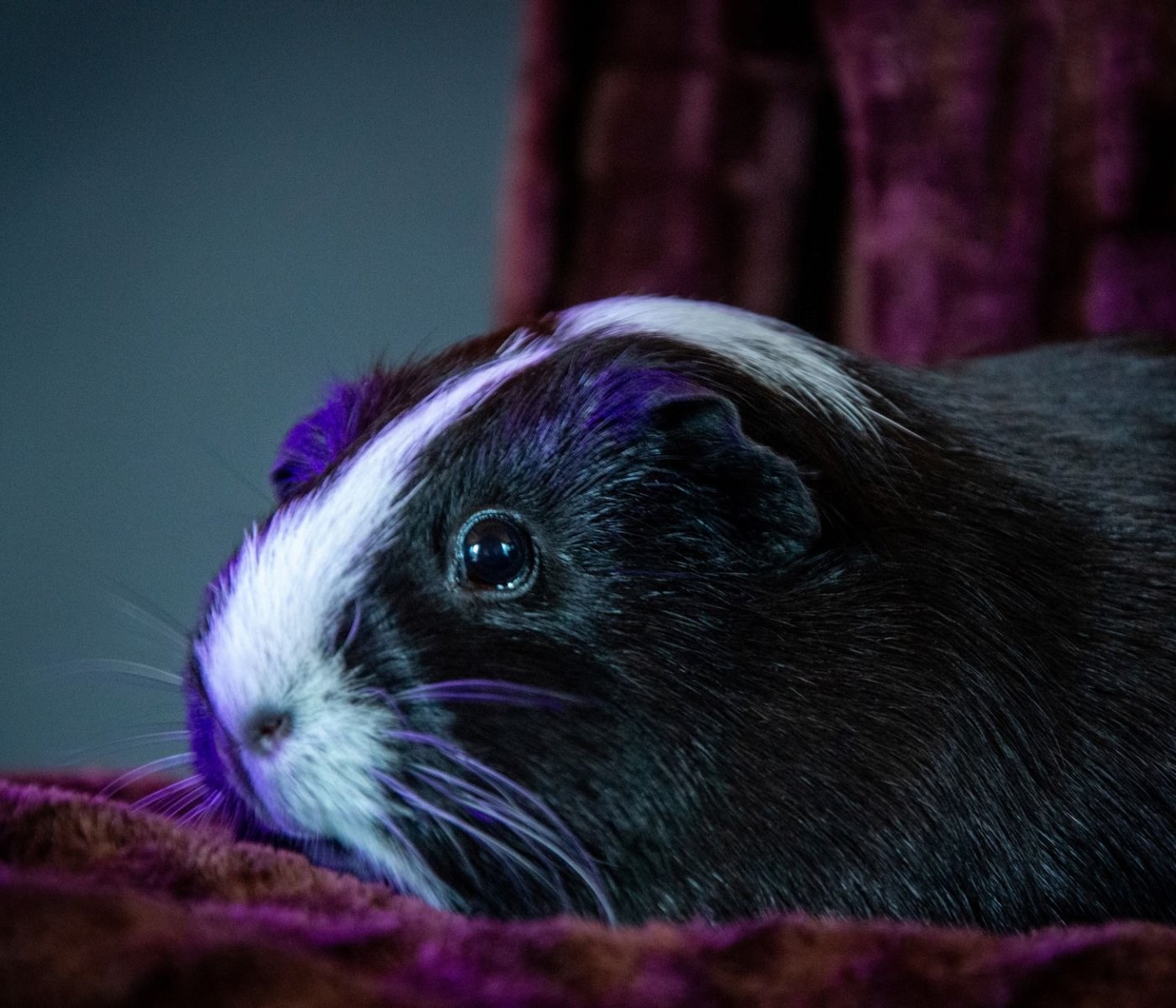 Rongeurs d'intérieur : hamster, gerbille, souris, rat 1 Rongeurs d'intérieur : hamster, gerbille, souris, rat