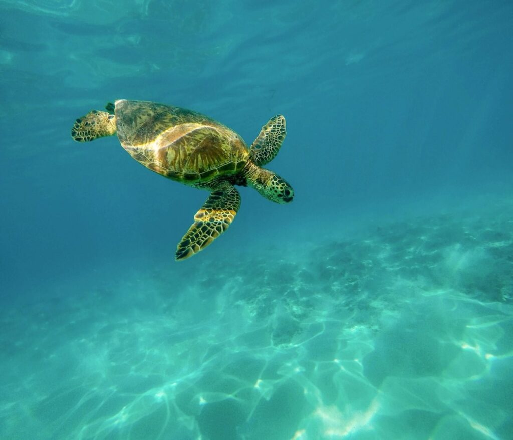 7 maladies des tortues aquatiques : symptômes et traitements 2 7 maladies des tortues aquatiques : symptômes et traitements