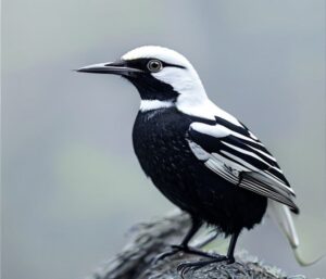 Oiseau blanc et noir : 10 espèces à reconnaître facilement
